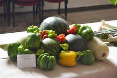 Výstava plodov z polí a záhrad r. 2016